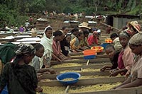 Aussortieren von schlechten Kaffeebohnen Frauen aus Äthiopien sortieren schlechte Kaffeebohnen aus